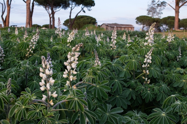 Blumen wachsen auf dem Landgut Borghetto San Carlo (Cooperativa Corragio)