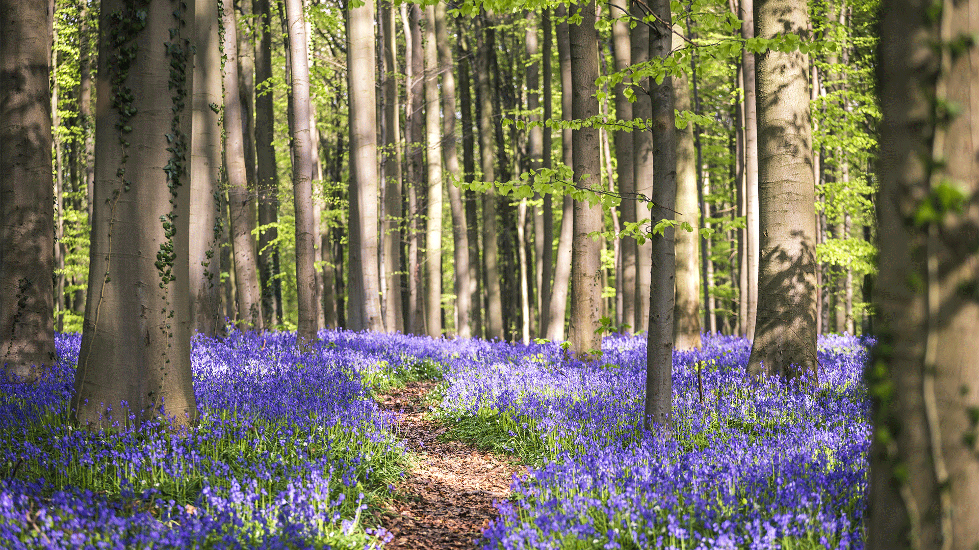 belgium-bruxelles-halle-forest-bluebells-flowers