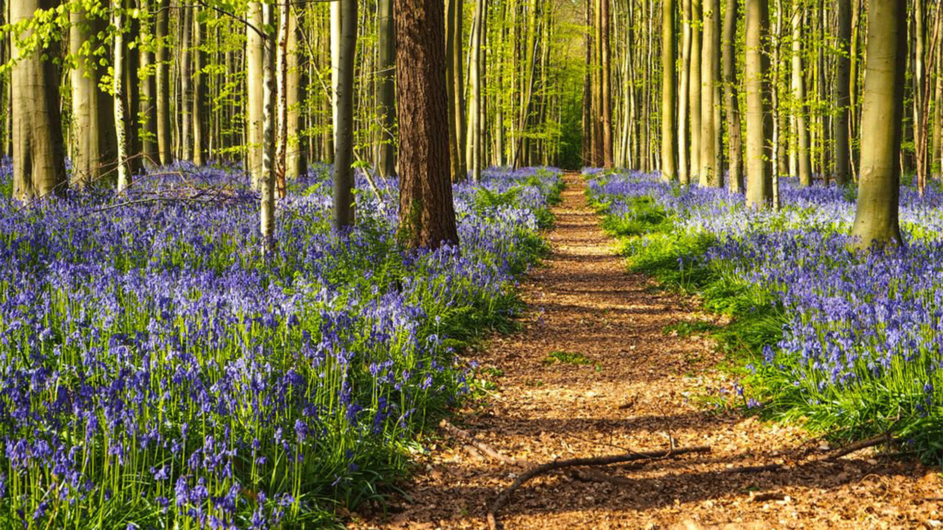 belgium-hellerbos-blue-forest