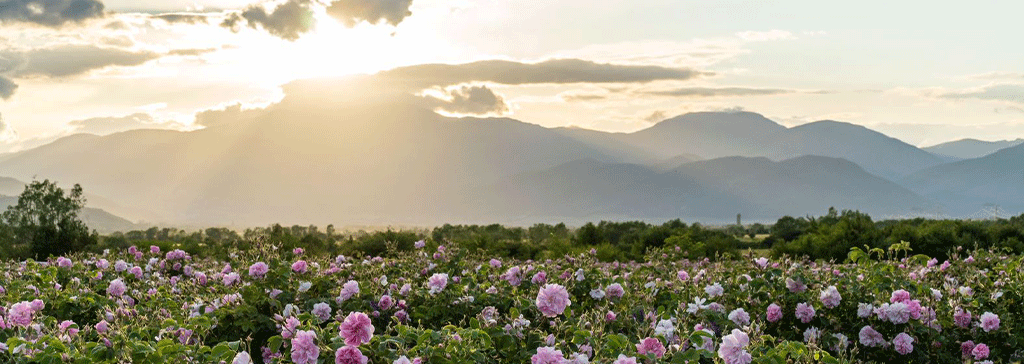 bulgaria-rose-valley