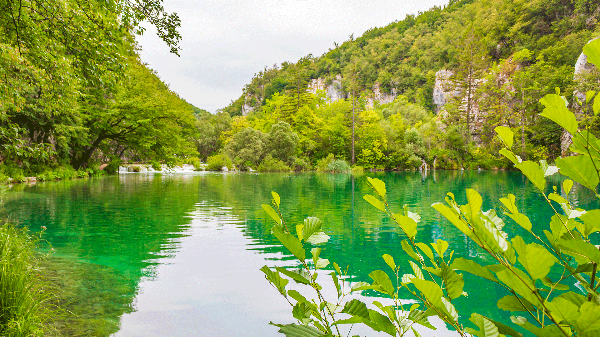 croatia-plitvice-lakes-forest