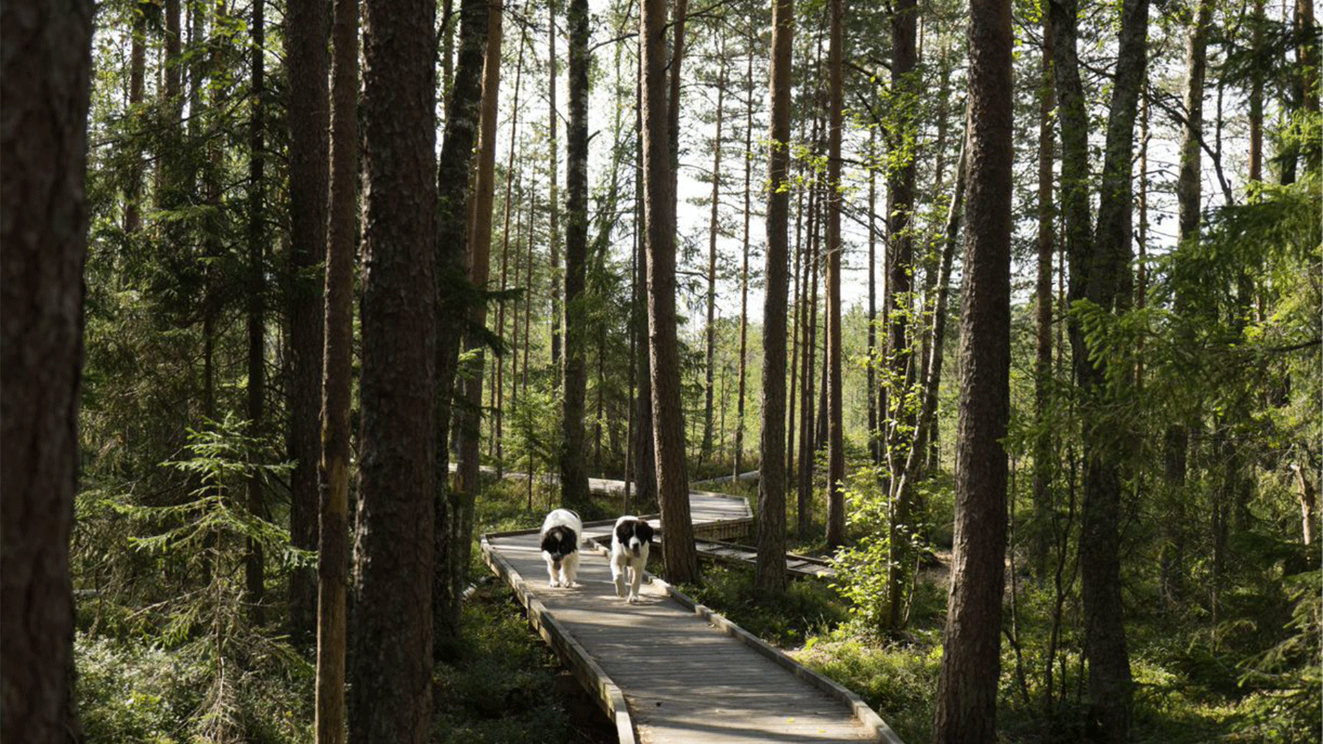estonia-aegviidu-recreation-area-forest-dogs