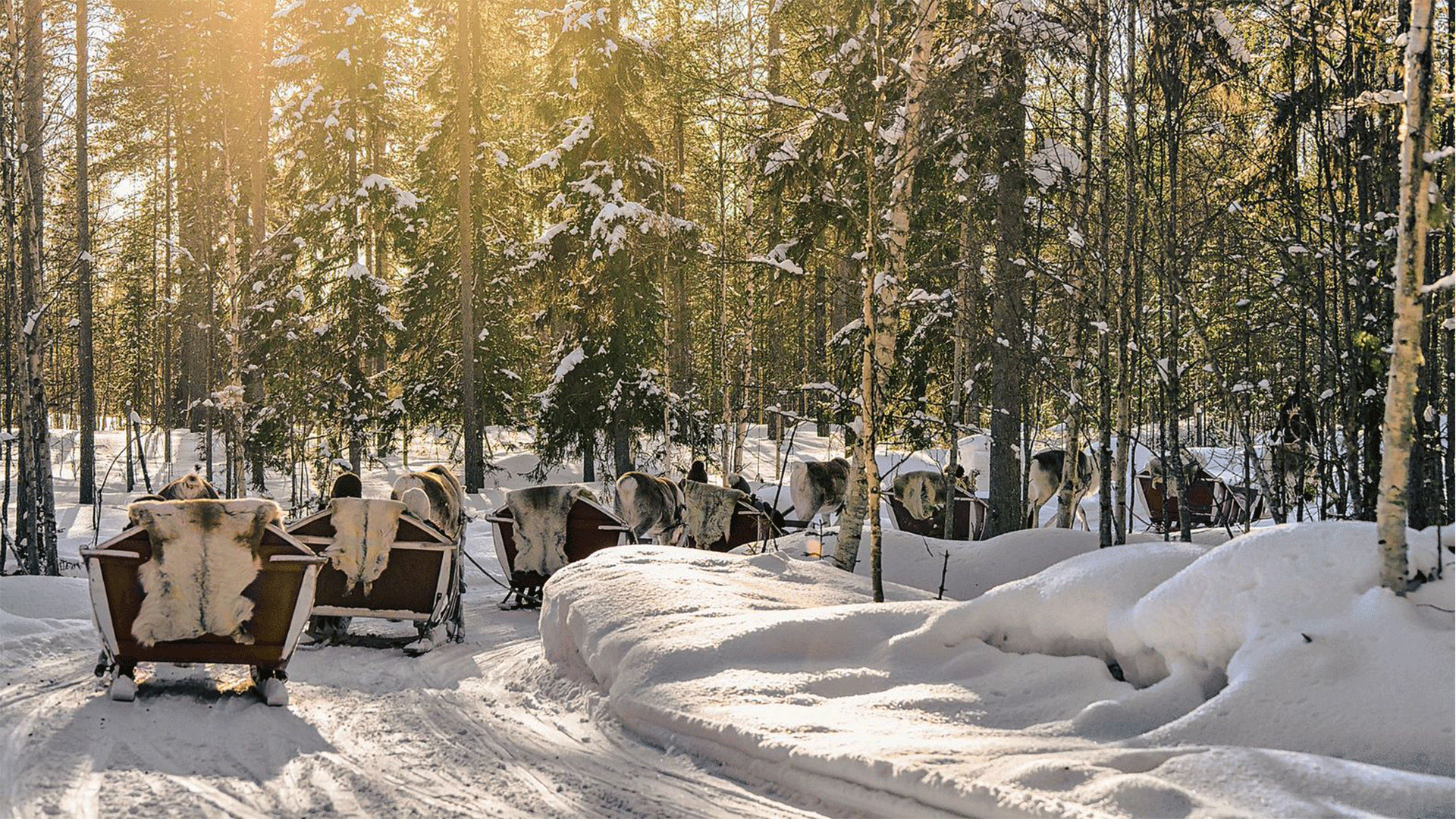 finland-lapland-reindeer-sleigh-winter-snow