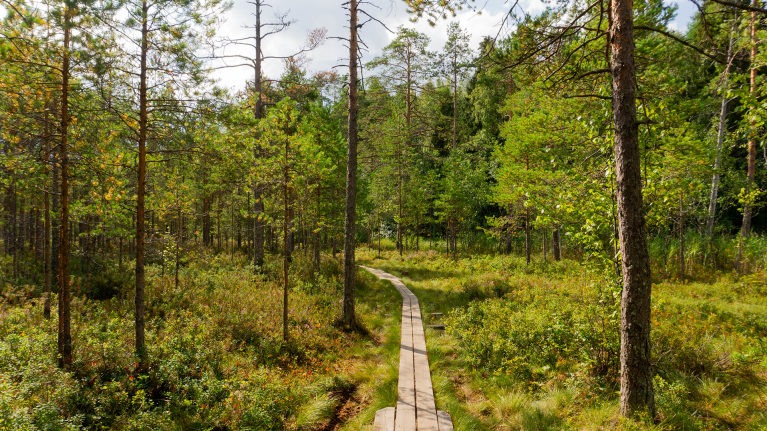 finland-tampere-forest-path-hiking-shannen