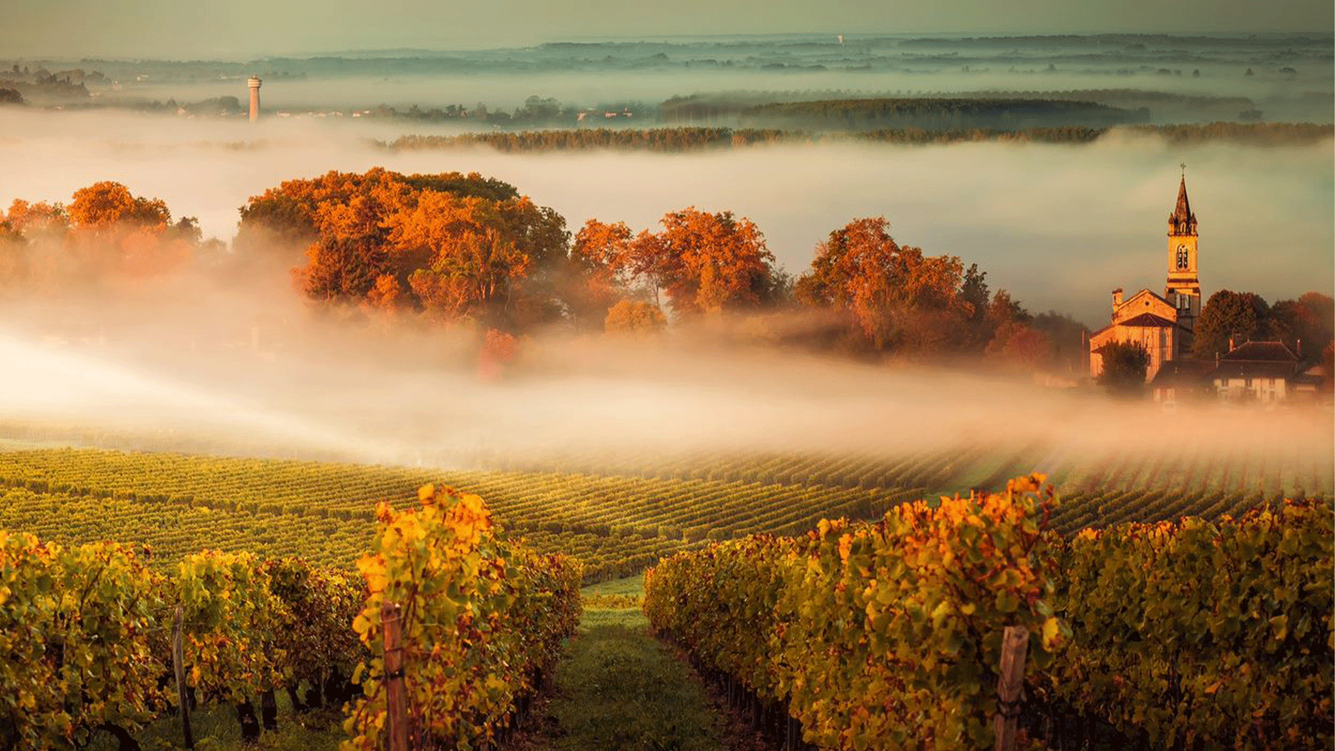 Vineyard near Bordeaux, France