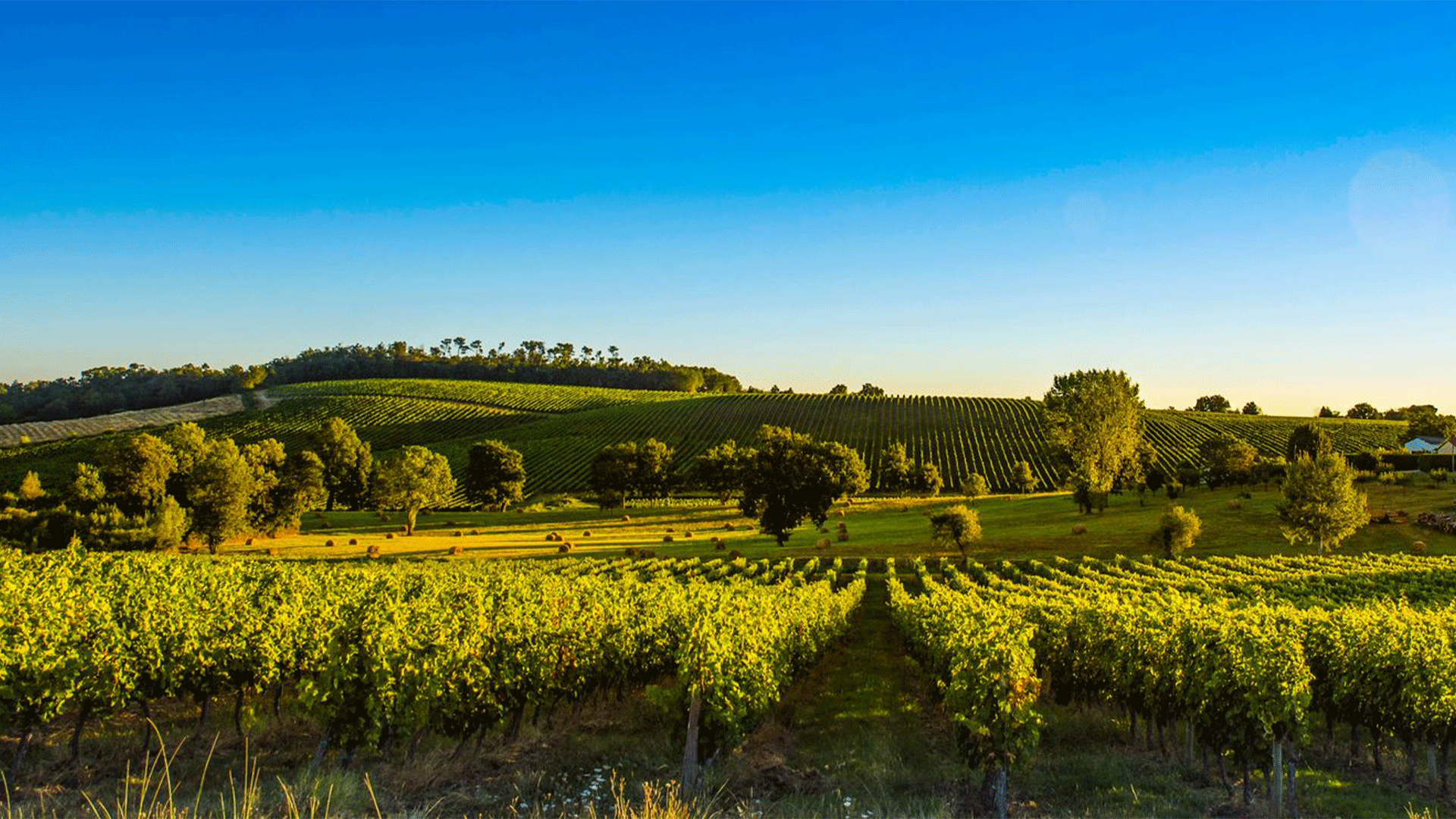 france-bordeaux-vineyard