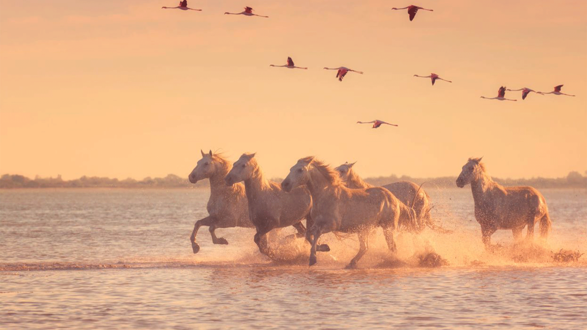 france-camargue-provence-arles-flamingo-horse-sunset