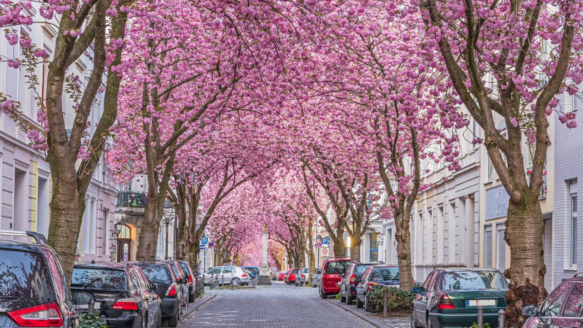 germany-bonn-cherry-blossom-avenue