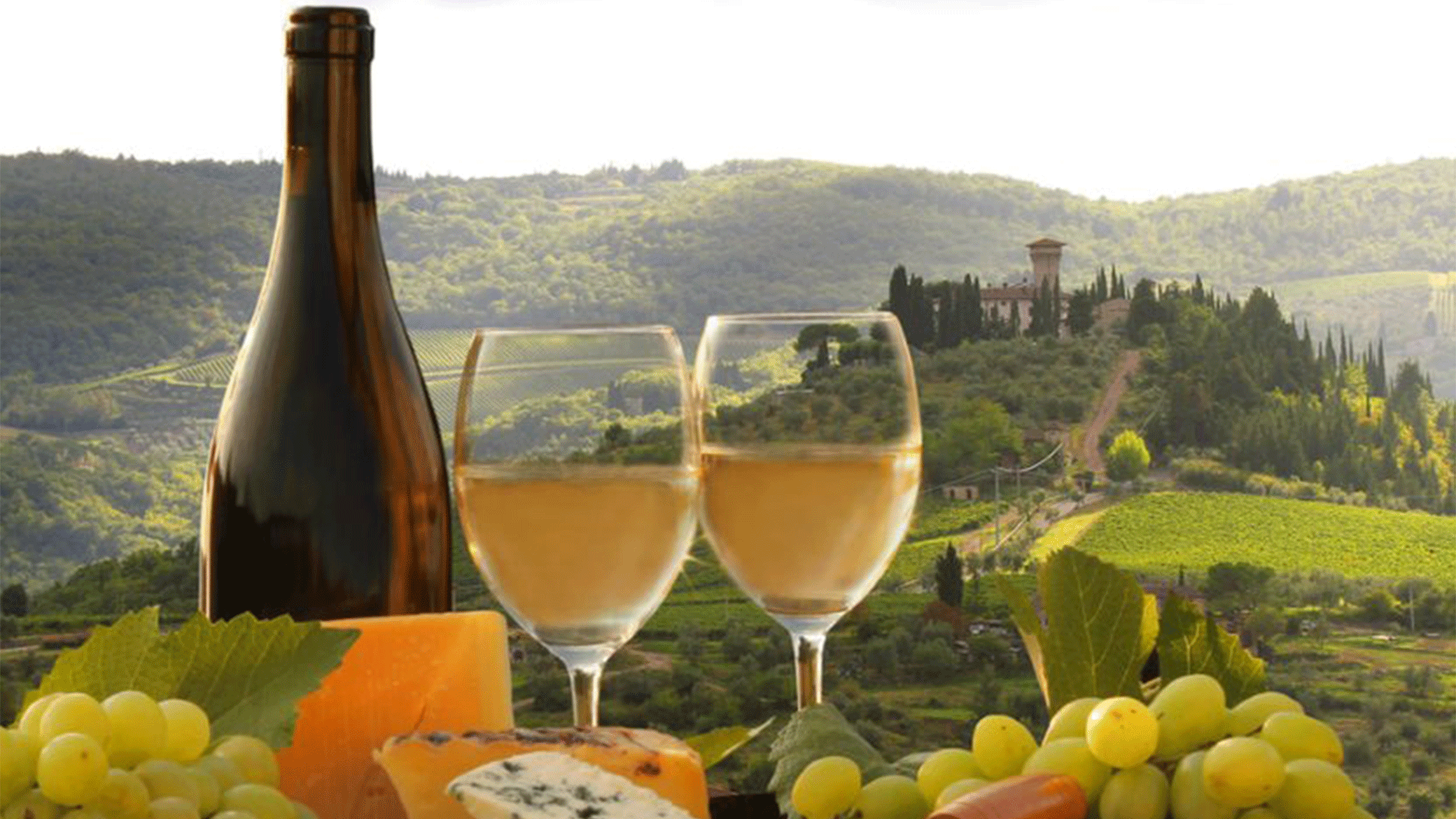 italy-florence-wine-grapes-vineyard
