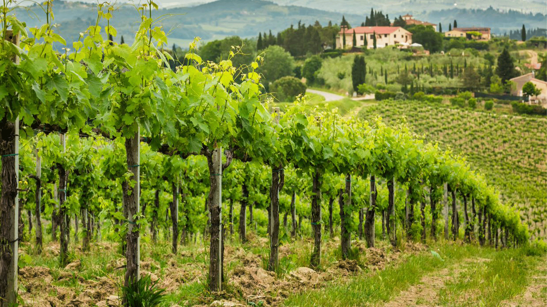 italy-tuscany-field-vineyard