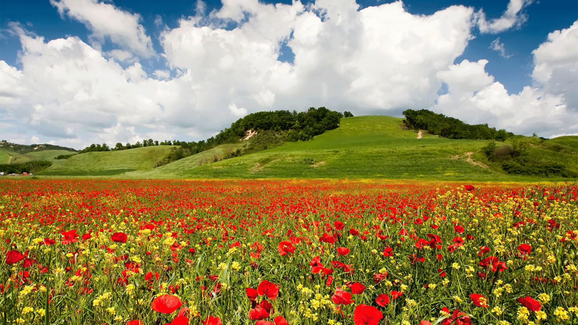 italy-tuscany-poppy-fields