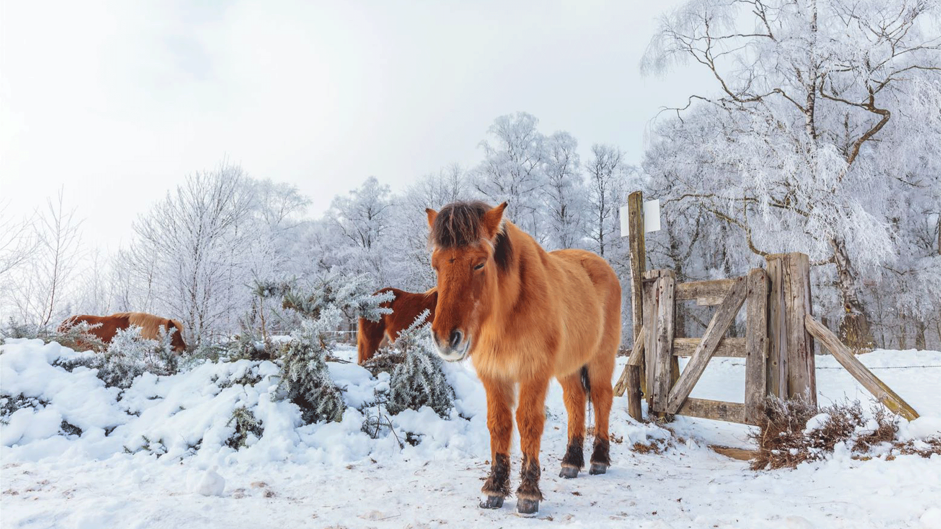 netherlands-gelderland-veluwzoom-horse