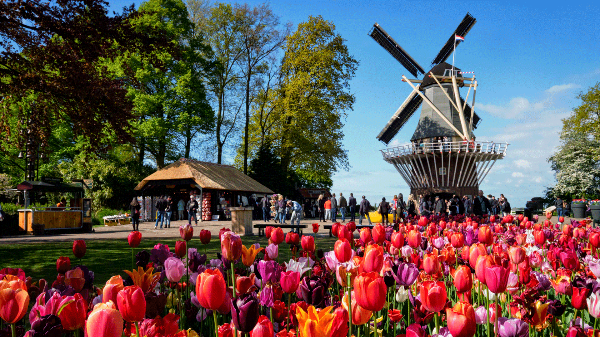 netherlands-lisse-keukenhof-tulips-windmill