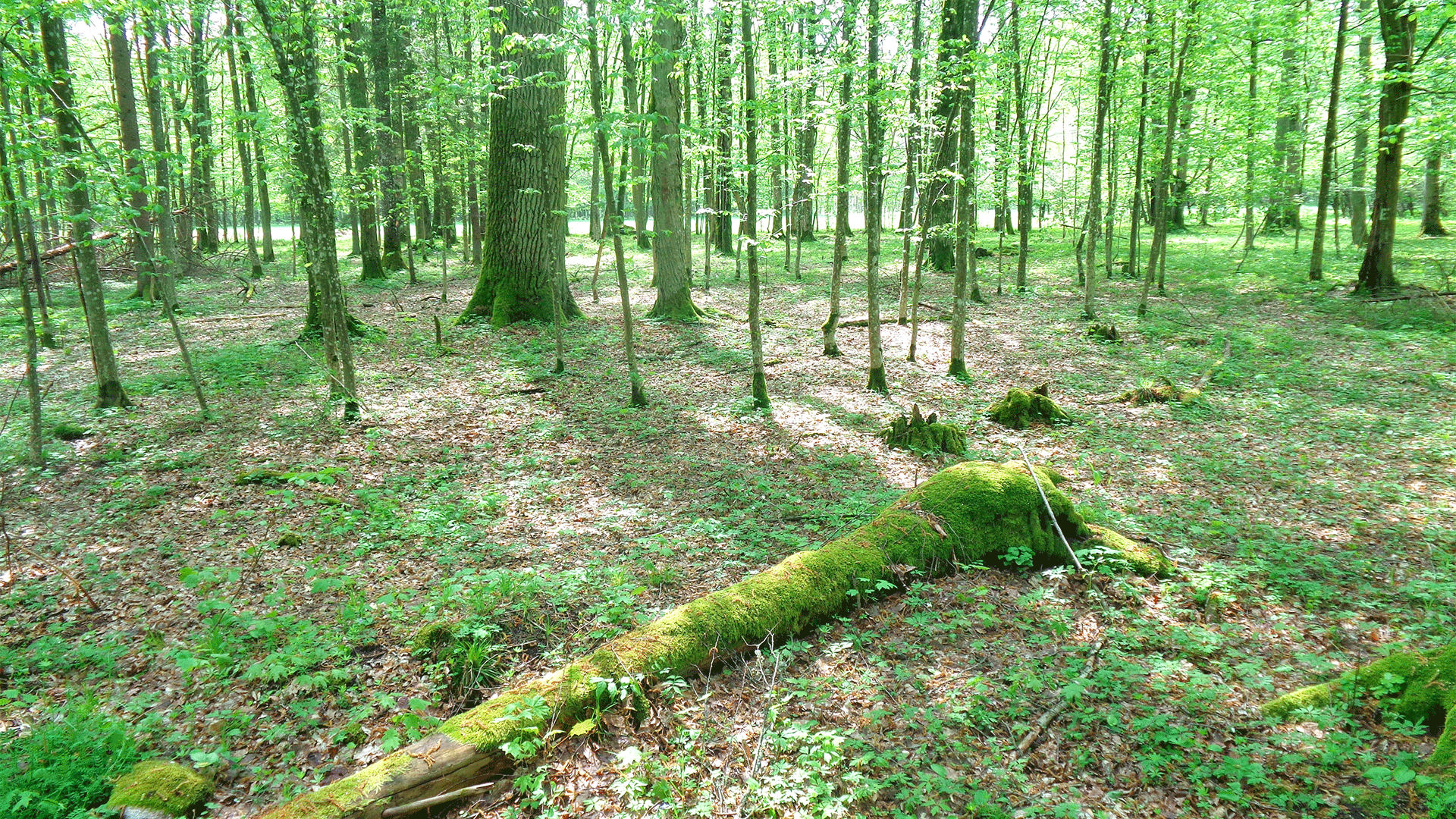 poland-bialowieza-forest-trees