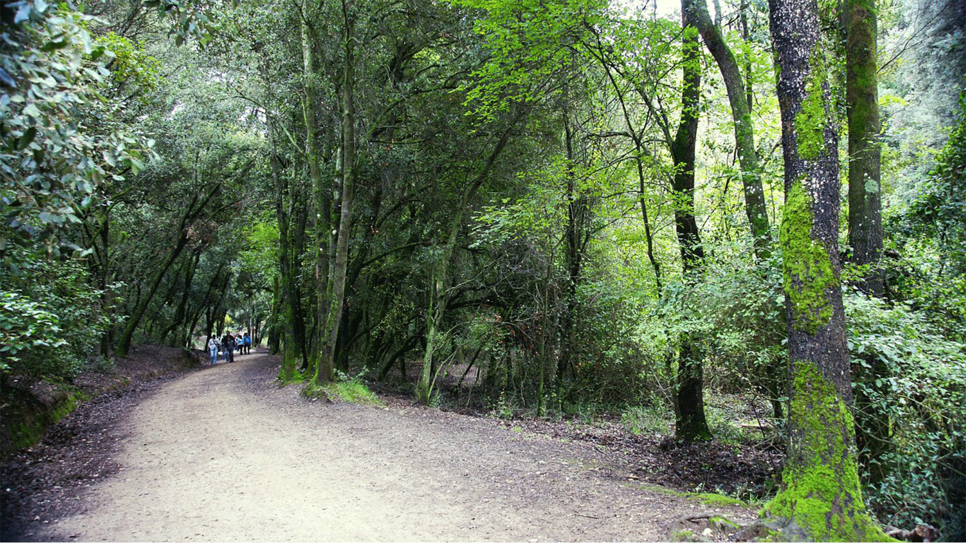 spain-collserola-natural-park-trees