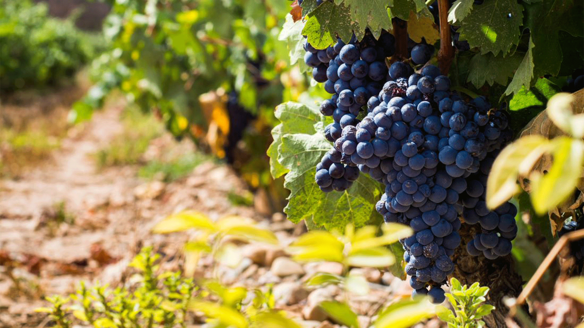 spain-la-rioja-tempranillo-grapes-vineyard
