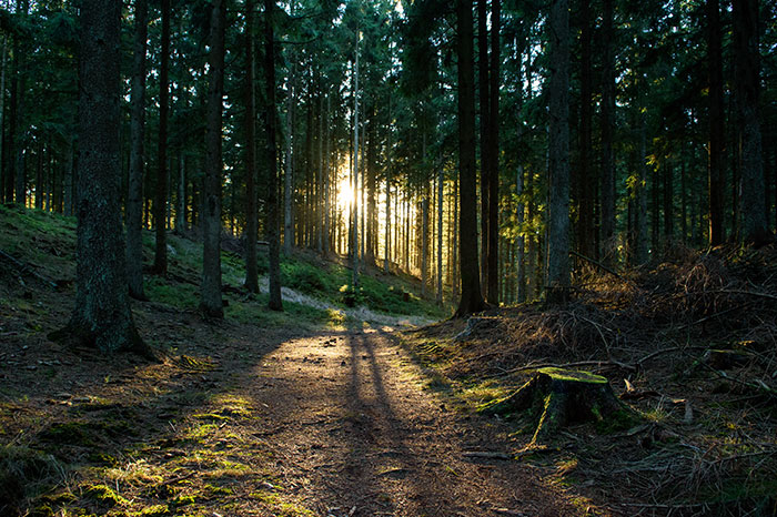 denmark-forest-at-sunrise