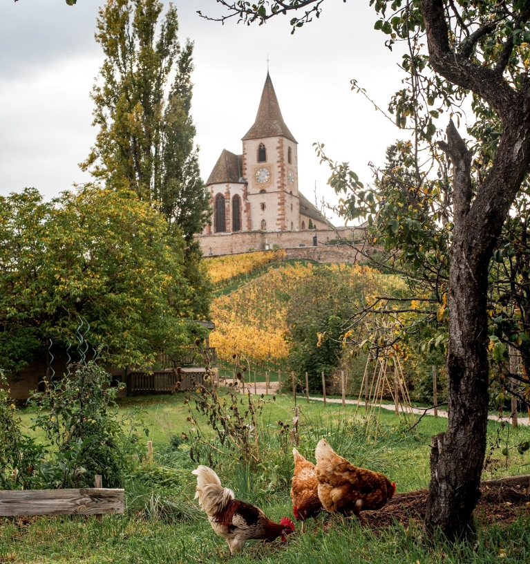 Weinberge in der Umgebung von Colmar, Frankreich 