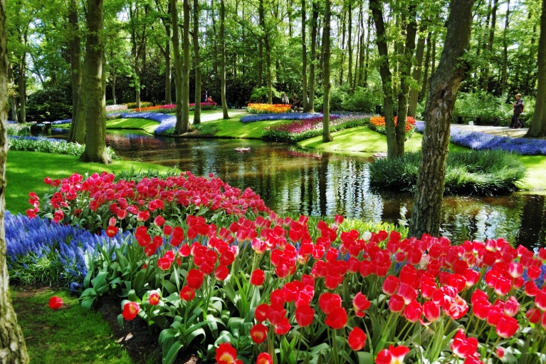 flowers_and_blossom_in_spring_garden_keukenhof_the_netherlands