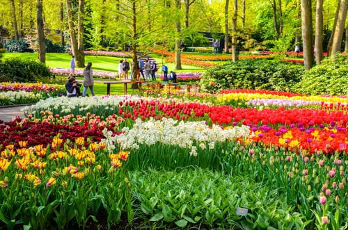 flowers_in_keukenhof_gardens_netherlands