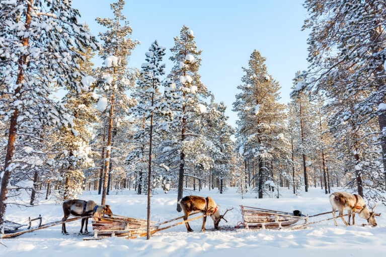 Ride a reindeer's sleigh like Santa himself