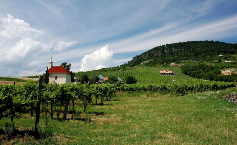 Wijngaard in de regio Balaton