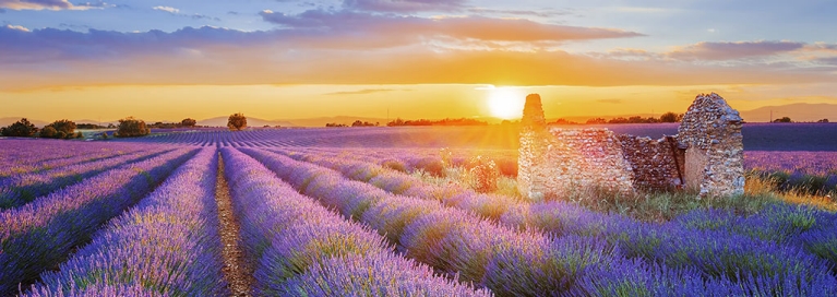Magnifiques champs de lavande en Provence