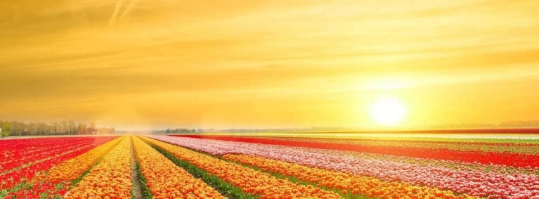 netherlands_tulips