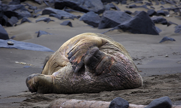 norway-walrus-on-svalbard-beach