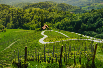 slovenia-maribor-Špičnik-vineyard-heart