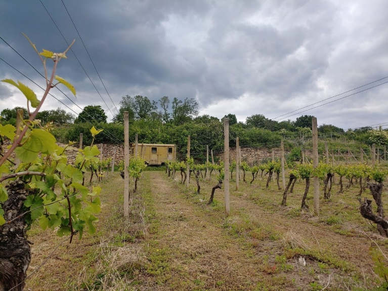 czech-republic-Šobes-vineyard