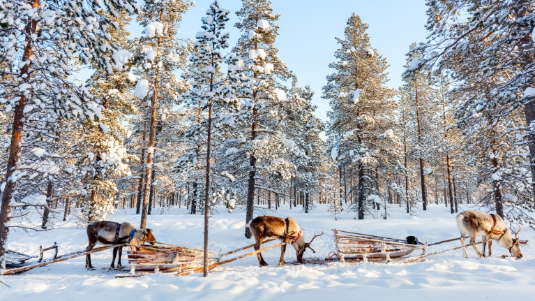 finland-lapland-reindeers-sleighs-snow