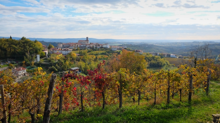 slovenia-Gorishka-brda-wineyards-panoramic