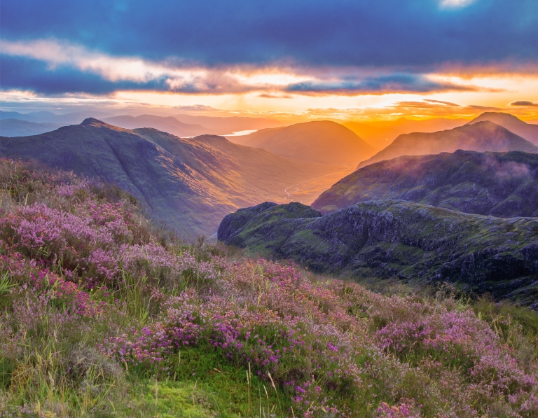 scottish-highlands-heather