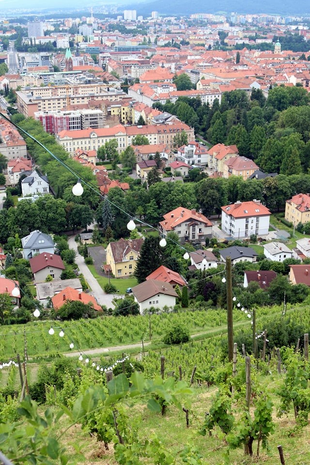 UGC-slovenia-maribor-vineyard
